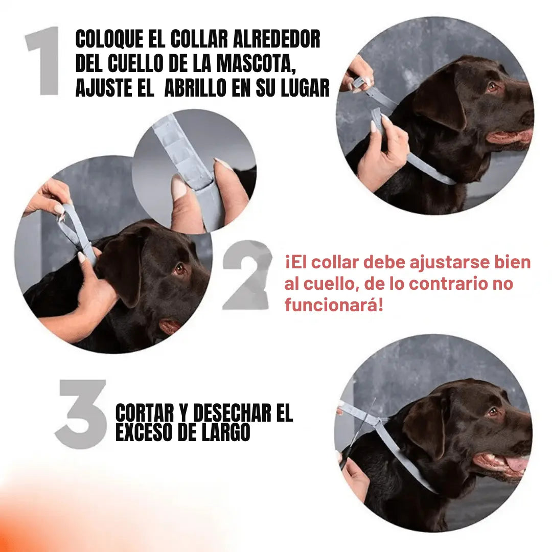 Pawsprotect® la solucion contra pulgas y garrapatas